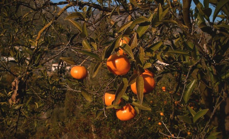 Früchte für Orangenmarmelade